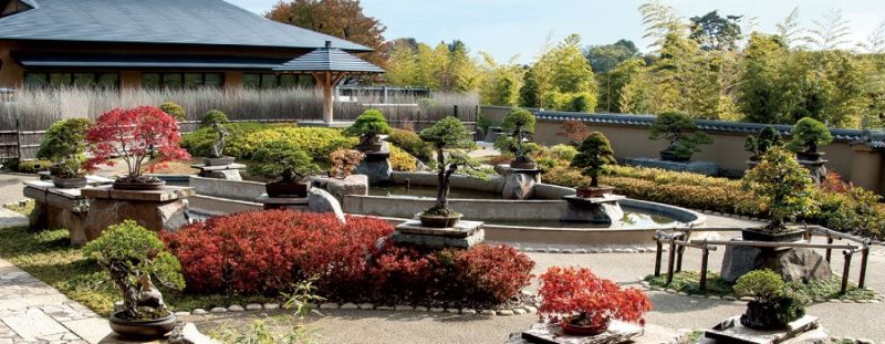 vườn Bonsai
